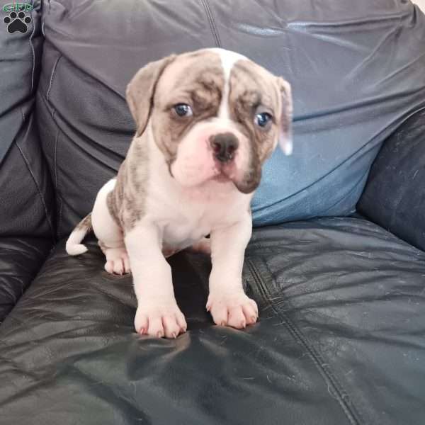 Archie, American Bulldog Puppy